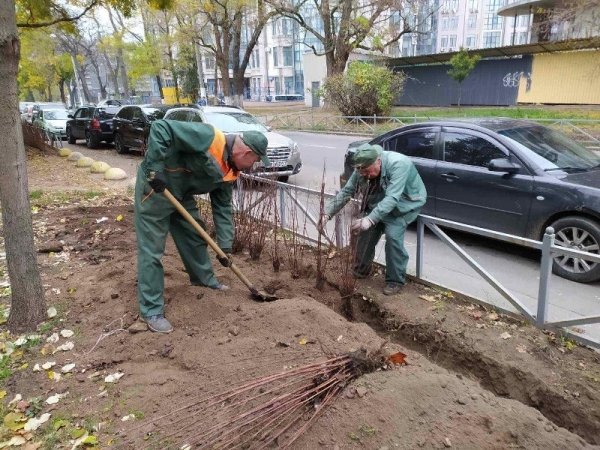 Одесские коммунальщики огораживают парк Шевченко живым забором 