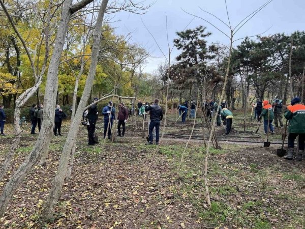 Трухановские посадки: в Одессе стало ещё на 50 акаций больше 