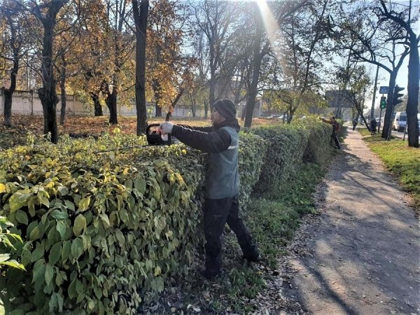 Одесские коммунальщики огораживают парк Шевченко живым забором 