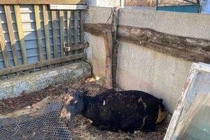 На ферме под Одессой, где сгорели овцы, рассказали подробности пожара