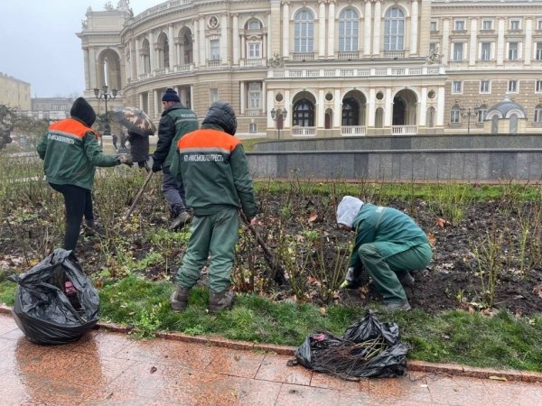 Зимнее озеленение: в Одессе продолжают сажать розы