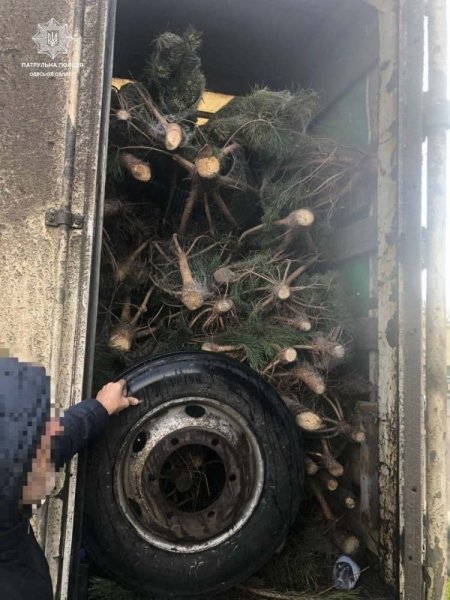 В Одесской области поймали браконьера с целым грузовиком ёлок 