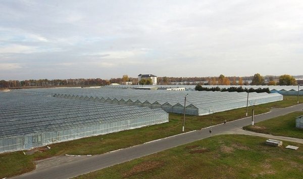 Украинские теплицы простаивают из-за дорогих газа и электричества