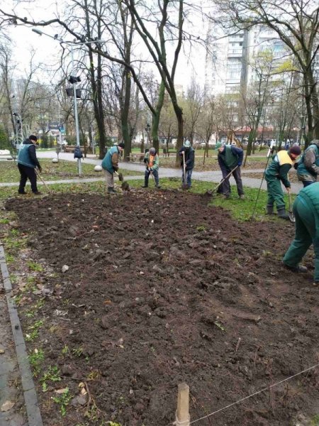 Зимнее озеленение: в Одессе продолжают сажать розы
