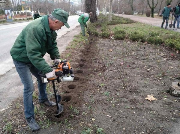 Зимнее озеленение: в Одессе продолжают сажать розы