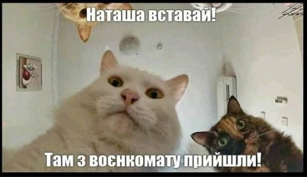 
                                                                        "Приведи жену – получи отсрочку". Лучшие мемы о воинском учете для украинских женщин
                                                                                                                                                                                                                    