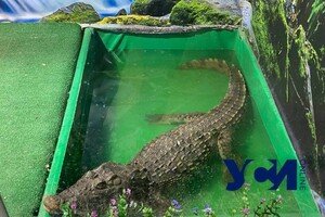 В Одессе зоозащитники вызвали полицию на "ферму с крокодилами"
