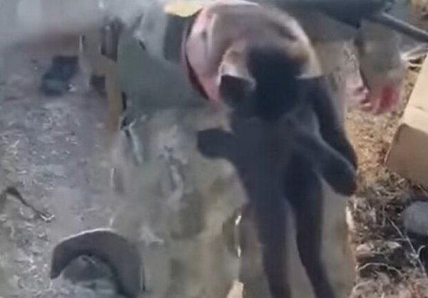 Что известно о коте, которого эвакуировали с острова Змеиный