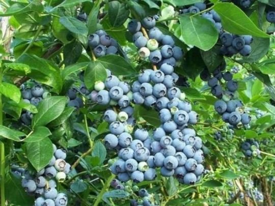 Тепло, світло і терпіння: як виростити лохину з пробірки