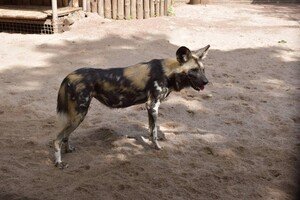 В Одесский зоопарк привезли гиеновидную собаку