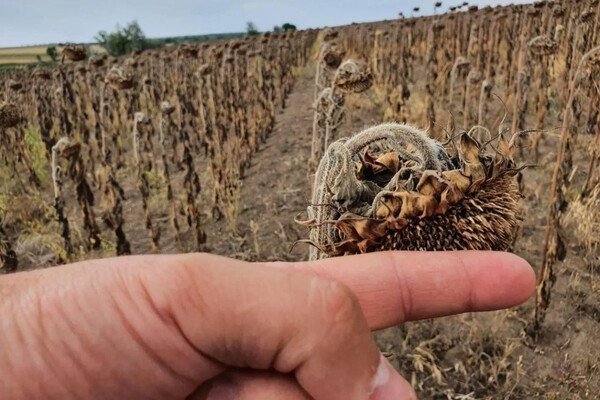 Рекорд: из-за засухи в Одесской области уже собирают урожай подсолнухов