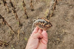 Рекорд: из-за засухи в Одесской области уже собирают урожай подсолнухов
