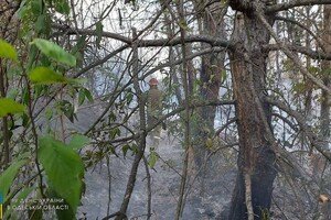 В Одесской области загорелись почти 30 гектар леса