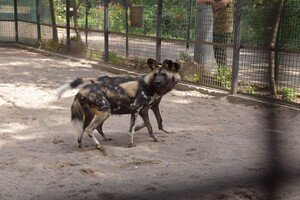В Одесский зоопарк привезли гиеновидную собаку