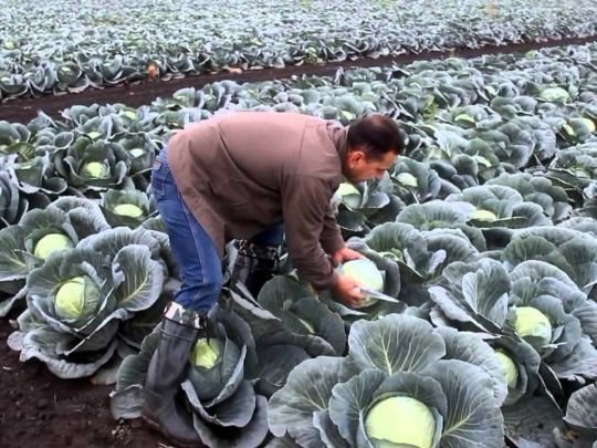 «Слід залишати так званий кожух»: як зберігати капусту після збору урожаю