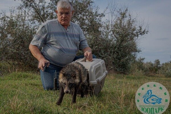 Енотовидную собаку, которая в августе застряла в заборе, выпустили на волю 
