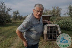 Енотовидную собаку, которая в августе застряла в заборе, выпустили на волю 