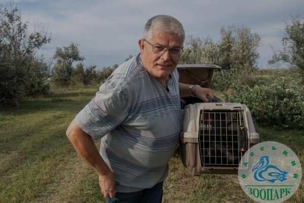 Енотовидную собаку, которая в августе застряла в заборе, выпустили на волю 