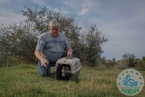 Енотовидную собаку, которая в августе застряла в заборе, выпустили на волю 