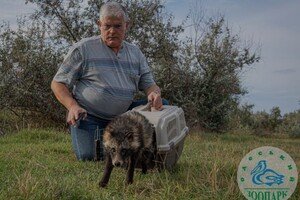 Енотовидную собаку, которая в августе застряла в заборе, выпустили на волю 