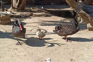 Дай имя малышу: в Одесском зоопарке объявили конкурс на лучшие имена для новорожденных животных