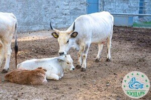 Дай имя малышу: в Одесском зоопарке объявили конкурс на лучшие имена для новорожденных животных