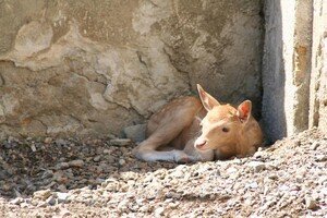 Дай имя малышу: в Одесском зоопарке объявили конкурс на лучшие имена для новорожденных животных