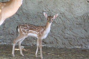 Дай имя малышу: в Одесском зоопарке объявили конкурс на лучшие имена для новорожденных животных