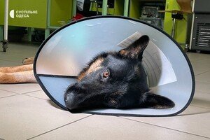 В Одессе лечат овчарку, раненную во время обстрела Херсонской области