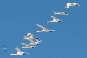 В Одесскую область прилетели редкие краснокнижные лебеди