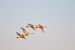 В Одесскую область прилетели редкие краснокнижные лебеди