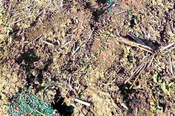 В Одесской области массово гибнут птицы и животные от асфиксии 