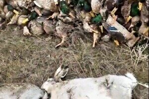 Экологическая катастрофа: в Одесской области из-за ядохимикатов погибли тысячи диких птиц и животных