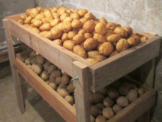 Допоможе залізний купорос: як зробити так, щоб картопля не гнила у погребі