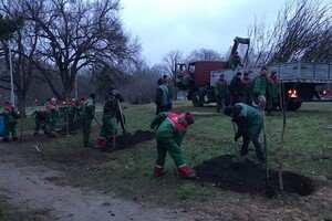 В парке Победы коммунальщики высадили 63 саженцев софоры