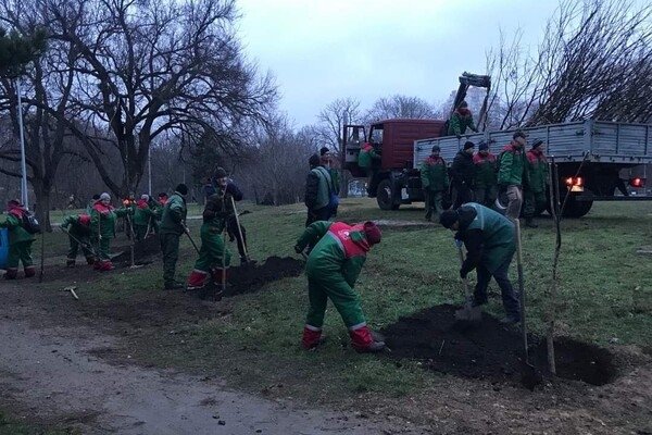 В парке Победы коммунальщики высадили 63 саженцев софоры