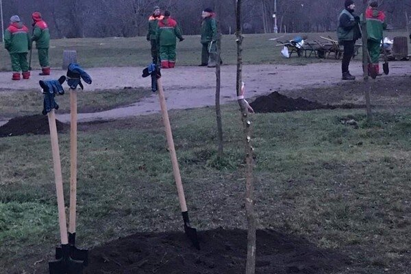 В парке Победы коммунальщики высадили 63 саженцев софоры