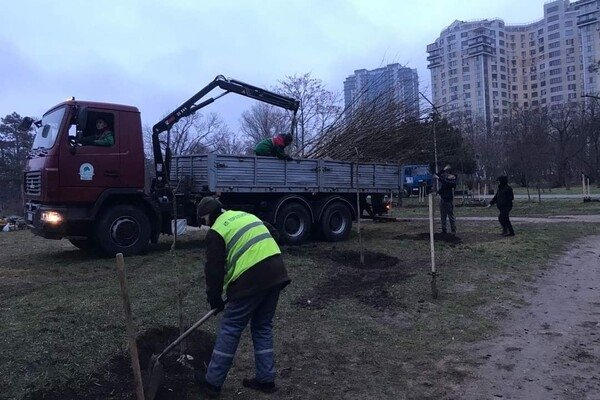 В парке Победы коммунальщики высадили 63 саженцев софоры