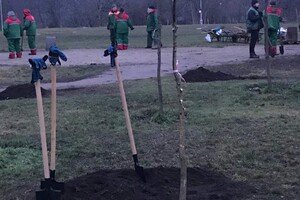 В парке Победы коммунальщики высадили 63 саженцев софоры