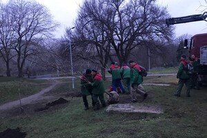 В парке Победы коммунальщики высадили 63 саженцев софоры