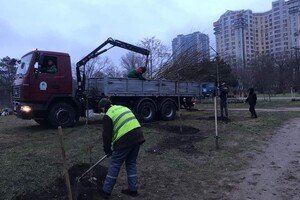 В парке Победы коммунальщики высадили 63 саженцев софоры