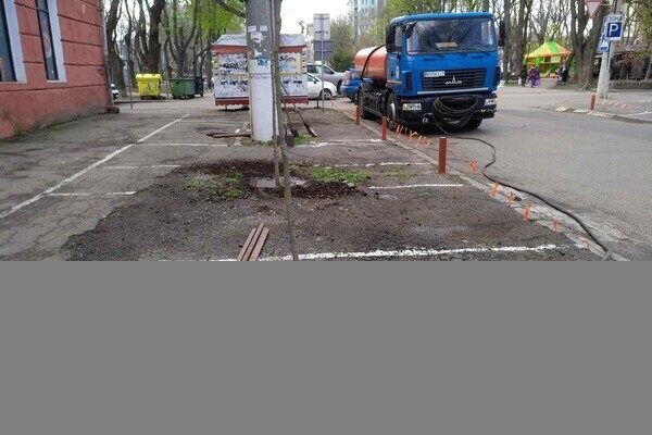 В Одессе высадили клены, вишни, акации и кедры
