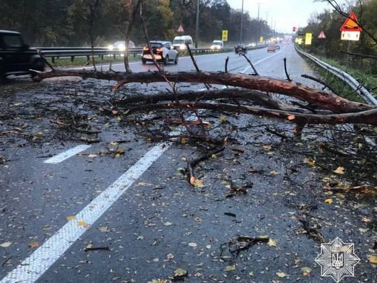 «Вітровий Армагедон» в Києві: сильний вітер вириває в столиці з коренем дерева і трощить рекламні конструкції (відео)