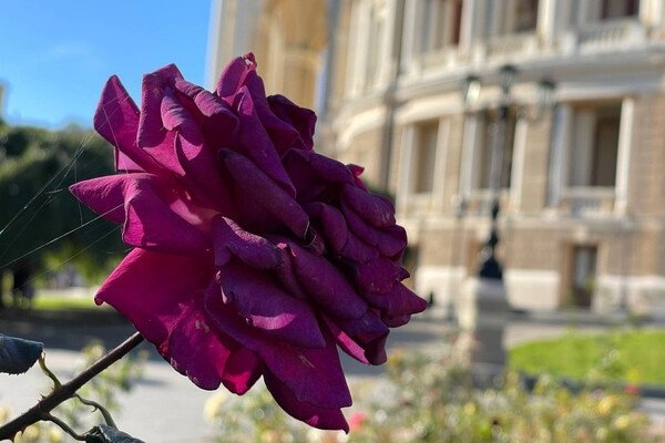 В Одессе преображают Старобазарный сквер