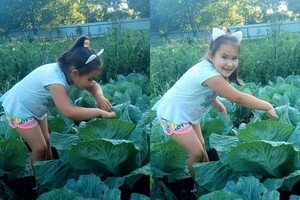 Голубцы из Одесской области признали частью нематериального культурного наследия