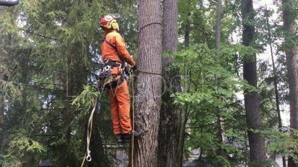Комплексные услуги промышленного альпинизма и благоустройства