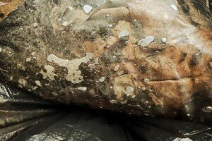В Одессе химики собрали 30 килограмм грунта, загрязненного ртутью