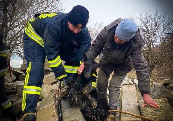 Застряла под бетонными шпалами: в Одесской области спасли козу