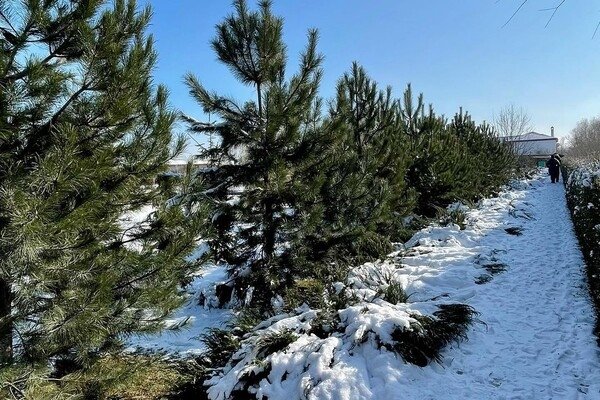 Места для отдыха в Одесской области, куда можно поехать этой зимой: цены 2024 года
