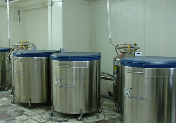 Вдовы погибших военных в Украине не смогут пользоваться их репродуктивными клетками, чтобы зачать детей